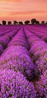 Beautiful sunset over purple lavender field.