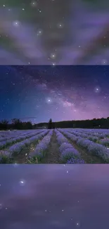 Lavender field under the starry night with the Milky Way visible.