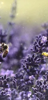 Bees buzzing around lavender field in bloom.