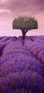 Lavender field with a lone tree under a purple sky.