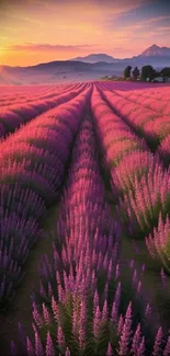 Stunning lavender field under a beautiful sunset with mountains in the background.