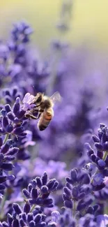 Bee on purple lavender in a serene field.