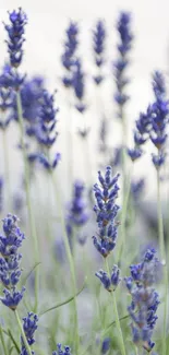 Lavender fields wallpaper with purple blooms and green stems.