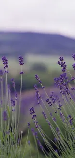 Purple lavender flowers with blurred mountains in background.