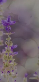 Lavender flowers with blurred backdrop in calming purple tones.