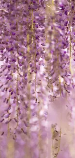 Lavender flowers cascading elegantly in a calming wallpaper.