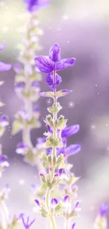 Lavender flowers with soft purple coloring on a mobile wallpaper.