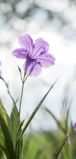 Lavender flower with blurred background, perfect for calming phone wallpaper.