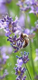 Bee resting on lavender flower in a vibrant purple setting.