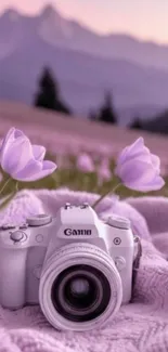Lavender field with camera and mountains in the distance.