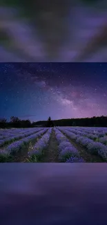 Stunning lavender field under a starry night sky.