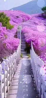 Lavender pathway with blooming flowers and mountains in the background.