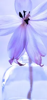 Lavender flower in a glass vase on a light background.