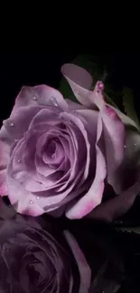 Lavender rose with droplets reflected on black background.