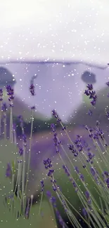 Lavender field with snow falling on a serene landscape.