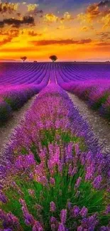 Lavender field at sunset with vibrant purple and orange tones.