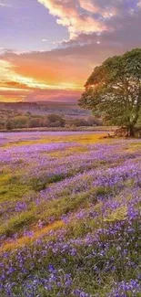 Lavender field under a vibrant sunset with a single tree.