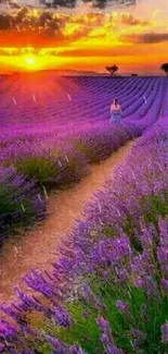 Lavender field with sunset and vivid purple hues.