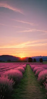 Lavender fields at sunset with dramatic sky and distant hills.