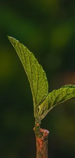 Close-up of a green leaf with blurred background on mobile wallpaper.