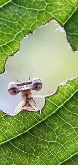 Mantis peeking through a leaf hole in vibrant green texture.