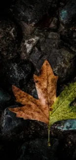 Two-toned leaf on a dark stone background wallpaper.