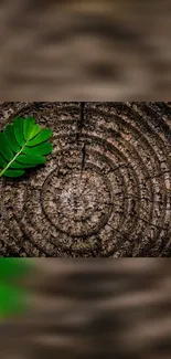 Single green leaf on textured brown wood.