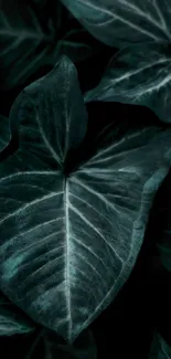 Leaf Plant Botany Live Wallpaper