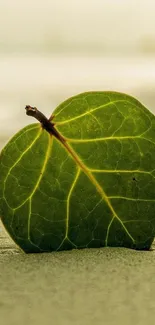 Green leaf on beach, serene nature mobile wallpaper.