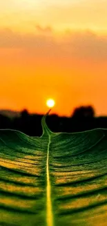 Leaf against a vivid sunset sky, capturing nature's serene beauty.