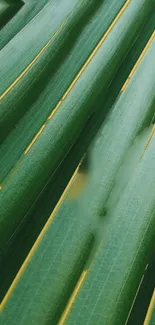 Close-up of green leaf texture with natural lines and patterns.