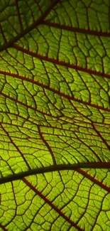 Close-up green leaf texture with vibrant veins pattern.