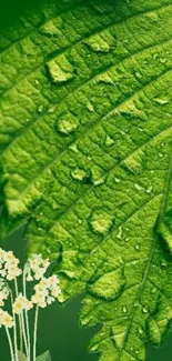 Close-up of leaf with dew and small flowers.