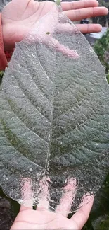 Hands holding a frosty leaf with green background.