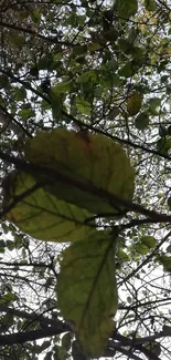 Green leaves under tree canopy with sunlight filtering through branches.