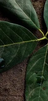 Close-up of green leaves with droplets against a brown earthy background.