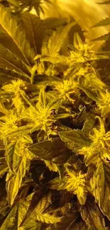 Close-up of leafy green plant with yellow flowers.