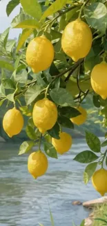 Lemon tree by a calm river with green leaves and yellow lemons.
