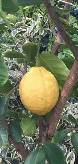 Vibrant lemon hanging on a lush green tree branch.