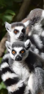 Two ring-tailed lemurs with lush greenery background.