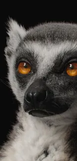 Close-up of lemur with orange eyes on black background wallpaper.