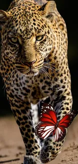 Leopard walking with butterfly on its leg.