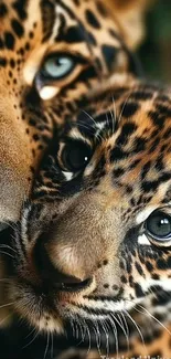 Close-up of leopard and cub in nature wallpaper.