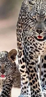 Leopard and cub walking on dusty ground, spotted coat vivid.