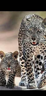 Leopard and its cub on a safari path.