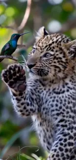 Leopard cub playfully reaching toward a hummingbird on a branch.