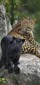 Leopard and panther resting on a rock, surrounded by greenery.