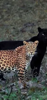 Leopard and black panther together in a forest.