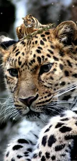 Leopard with a tiger cub on head, stunning nature wallpaper.