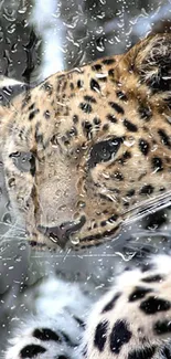 Leopard behind rain-speckled glass wallpaper